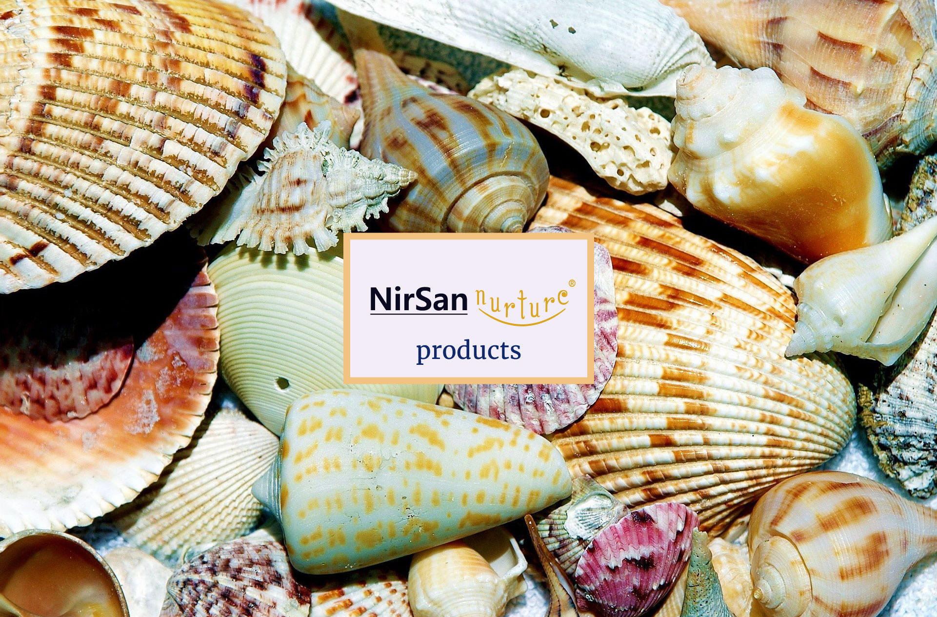 Attractive seashells signifying the quality of research products in NirSan Erevna for transforming performance
