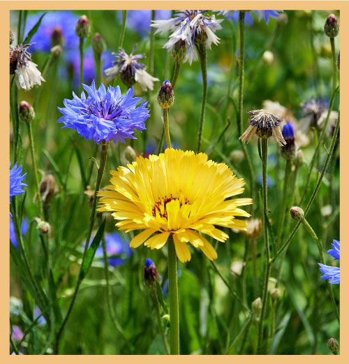 Yellow flower amid blue flowers signifying efficient and motivated decision making