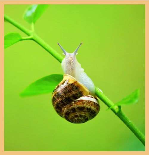 Big snail on shoot signifying the transformation impact of causality-led performance management