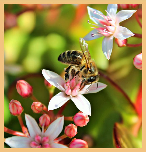 Honey bee on flower signifying qualities of purpose, action and performance in organisation structure