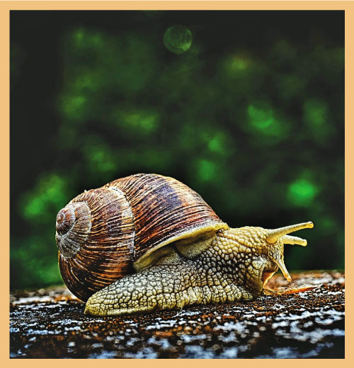 Large snail on mud signifying the transformation impact of causality-led performance management