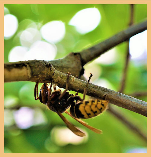 Wasp on tree branch signifying qualities of purpose, action and performance in organisation structure
