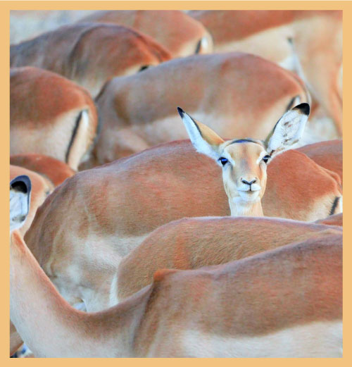 Antelope on lookout signifying role of decision making in transforming organisations