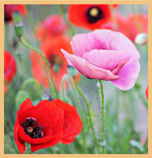 Single pink poppy amid red poppies signifying efficient and motivated decision making